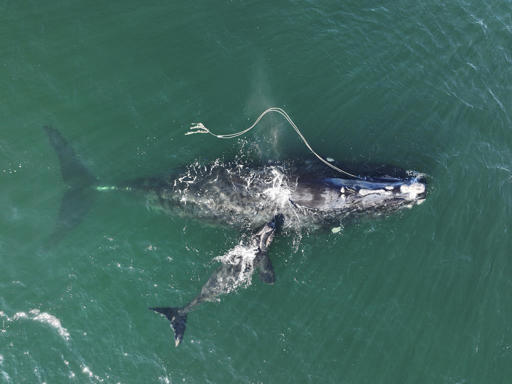 Maine: un tribunal fédéral protège les baleines noires de l’Atlantique