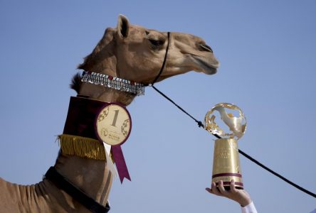 Un concours de beauté de dromadaires se déroule en parallèle de la Coupe du monde