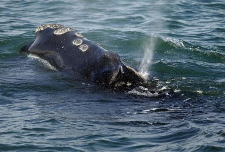 Loi fédérale aux USA: la baleine noire de l’Atlantique Nord restera une espèce protégée