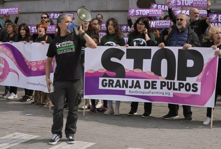Manifestation en Espagne contre un projet d’élevage de pieuvres pour la consommation