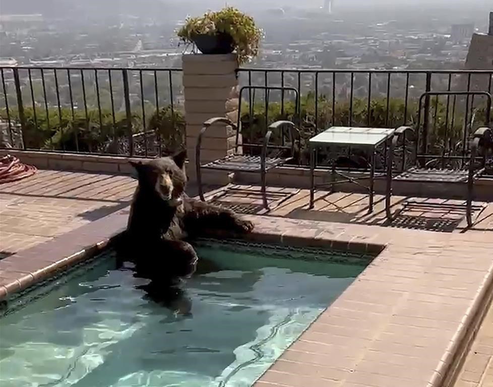 Un ours prend une pause dans une piscine pour se rafraîchir en Californie