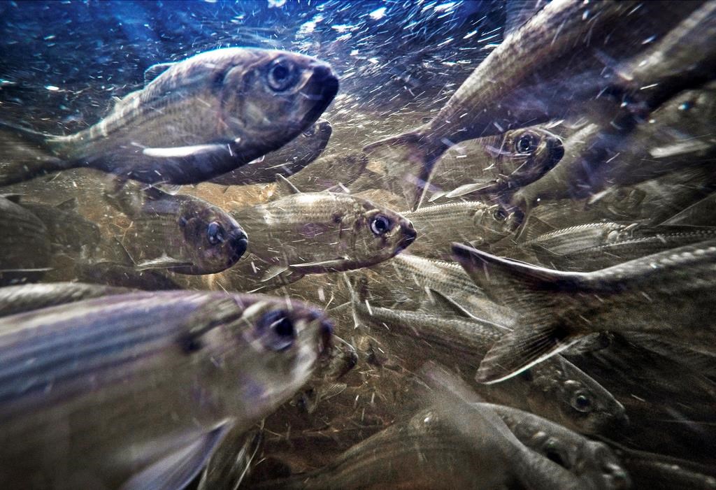 C.-B.: mortalité de poissons sauvages en hausse, en particulier le hareng