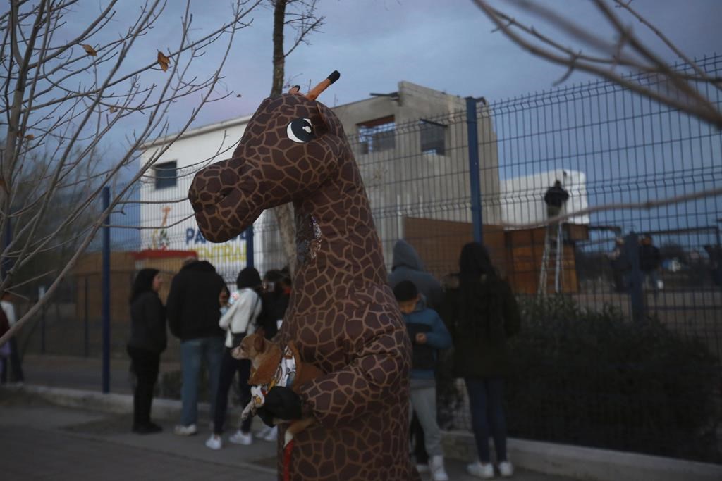 Benito la girafe est transporté du nord du Mexique vers un climat plus chaud