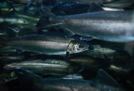 Mort de nombreux saumons coho en C.-B.: produit chimique issu des pneus suspecté