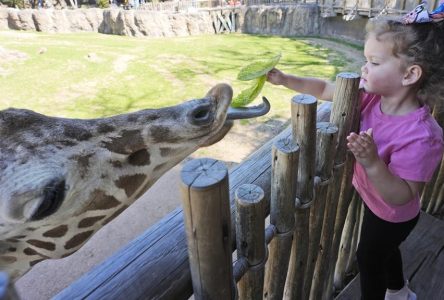 Éclipse: la réaction des animaux sera étudiée au Texas