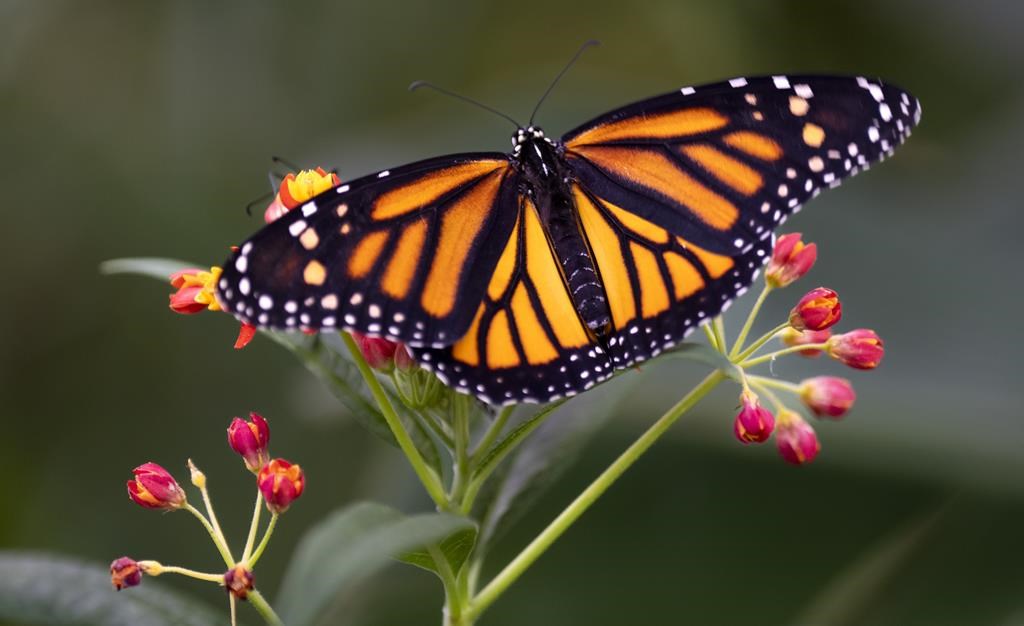 Distribution de semences de plantes indigènes pour protéger les pollinisateurs