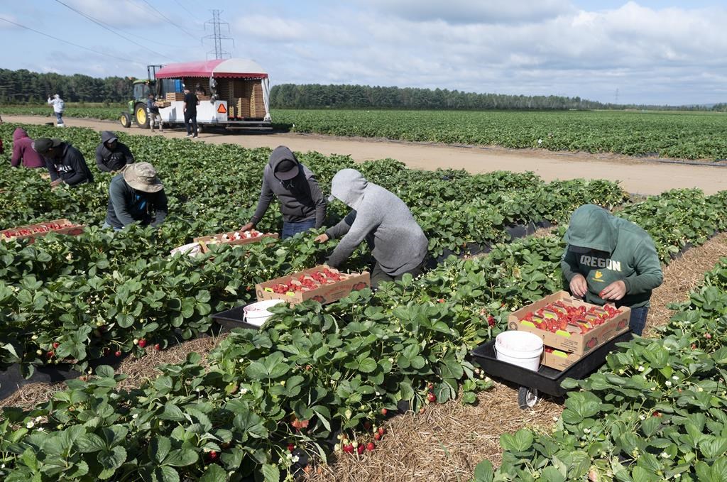 L’Ontario changera l’indemnisation des travailleurs agricoles étrangers blessés