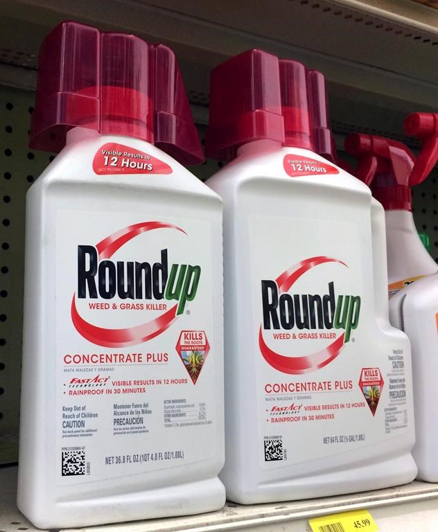 Le glyphosate affecterait la réponse immunitaire, prévient une étude