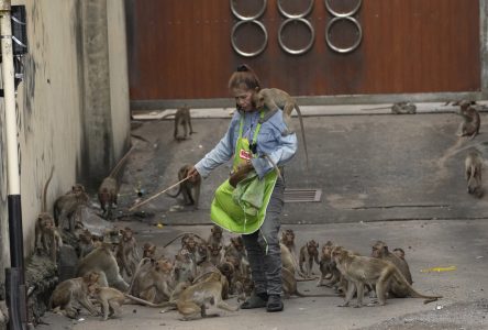 Une ville de Thaïlande tente de contrôler la population de singes sauvages