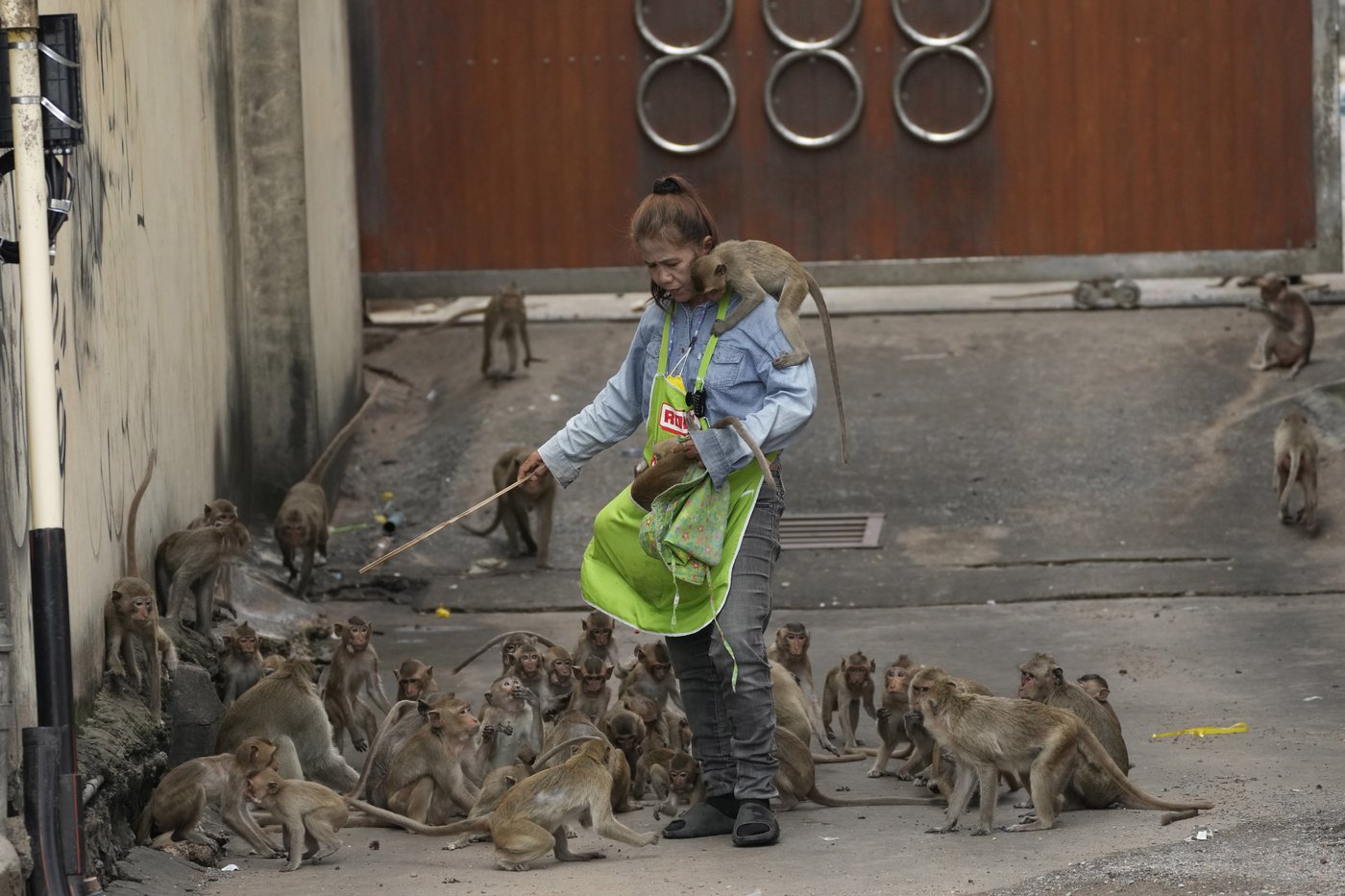 Une ville de Thaïlande tente de contrôler la population de singes sauvages