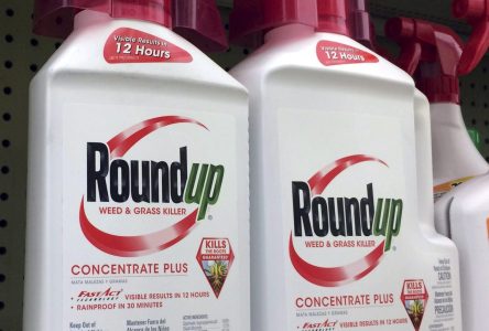 Le glyphosate affecterait la réponse immunitaire, prévient une étude