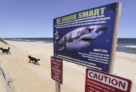 Un nouveau système d’alerte aux requins blancs est en voie d’élaboration