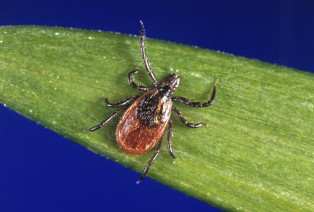 Explosion du nombre de municipalités dans des zones endémiques de la maladie de Lyme