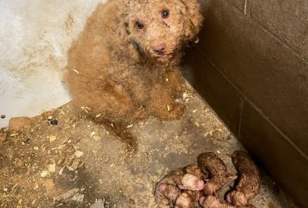 Les usines à chiots maintenant illégales en Ontario