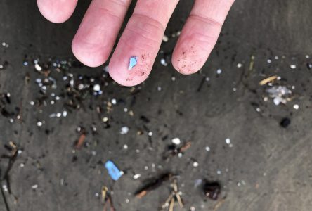 Des microplastiques ont été détectés jusque dans le sperme