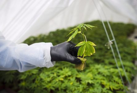 Le fédéral propose des changements aux réglementations sur le cannabis