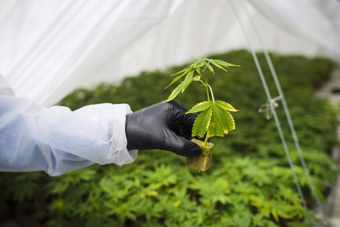 Le fédéral propose des changements aux réglementations sur le cannabis