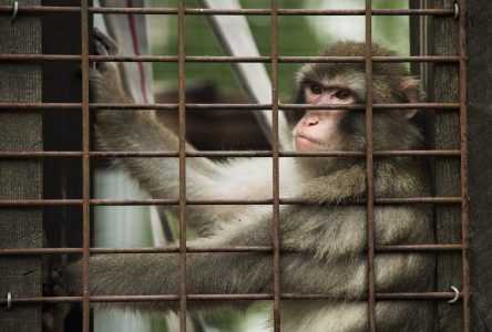 Un organisme recense les incidents impliquant des animaux exotiques