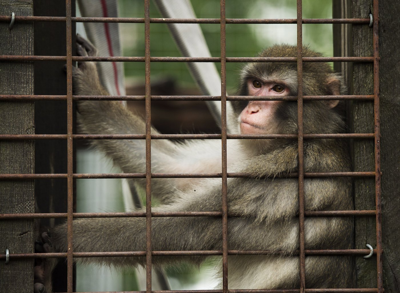 Un organisme recense les incidents impliquant des animaux exotiques