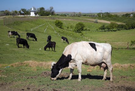Le Danemark taxera les flatulences du bétail pour combattre le réchauffement