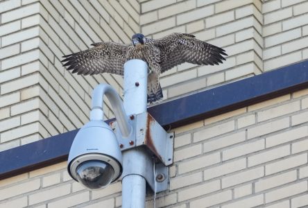 Les bébés faucons de l’Université de Montréal prennent leur envol