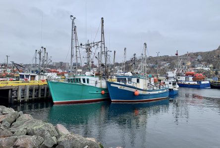 T.-N.-L.: Ottawa met fin au moratoire sur la pêche à la morue après plus de 30 ans