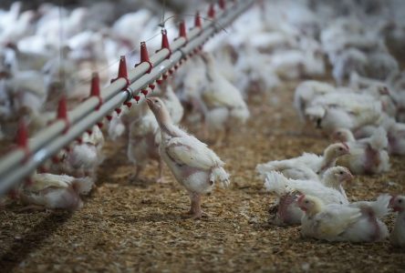Les autorités surveillent de près la situation de la grippe aviaire aux États-Unis