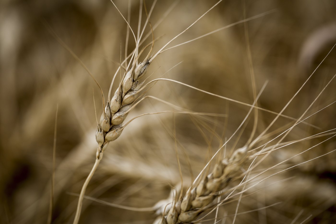 Les scientifiques cherchent à créer une variété de blé résistante à la sécheresse