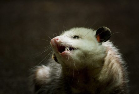 Autrefois trop froid pour les marsupiaux, Montréal est un havre pour les opossums