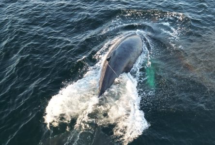 Une baleine à bosse coincée dans de l’équipement de pêche est libérée en C.-B.