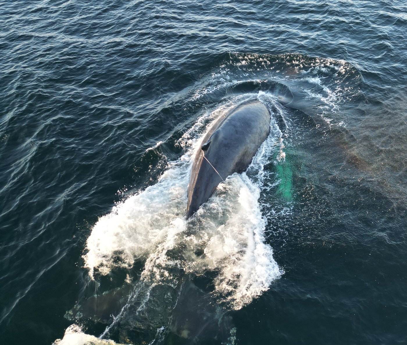 Une baleine à bosse coincée dans de l’équipement de pêche est libérée en C.-B.