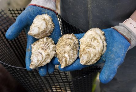 Un parasite dangereux pour les huîtres trouvé à l’Île-du-Prince-Édouard