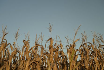 Vigilance OGM réclame un meilleur encadrement du pesticide S-métolachlore