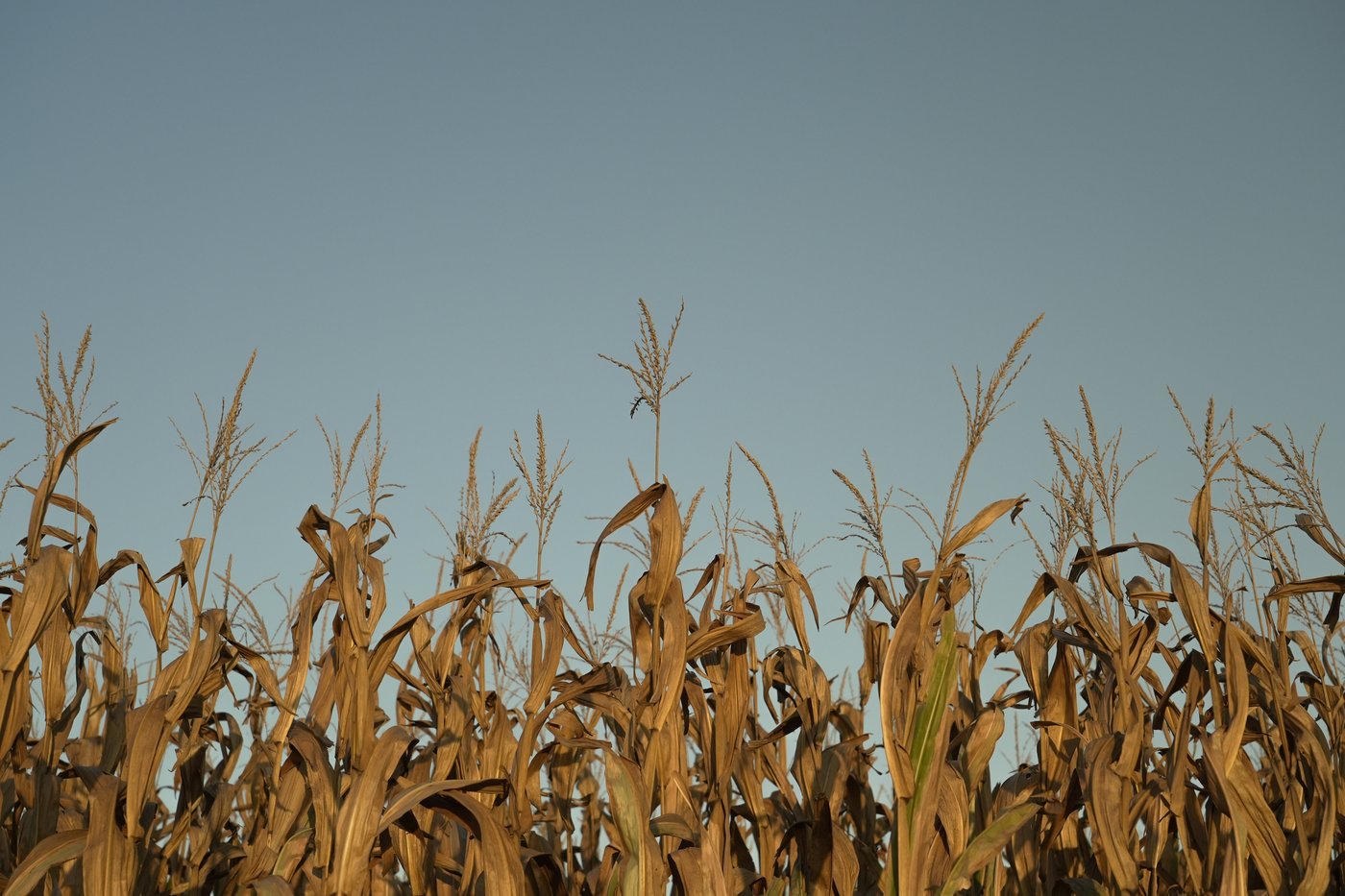 Vigilance OGM réclame un meilleur encadrement du pesticide S-métolachlore