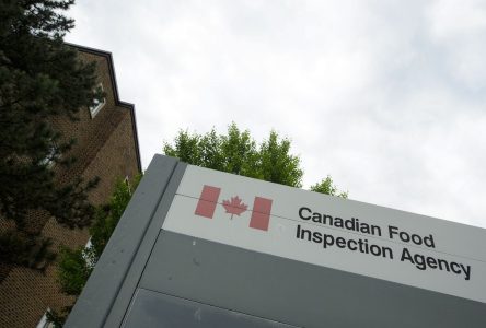 Le tribunal met fin à l’application des règles d’abattage casher d’Ottawa