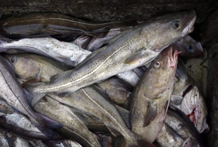Les populations mondiales de poissons menacées, dont celles au Canada atlantique