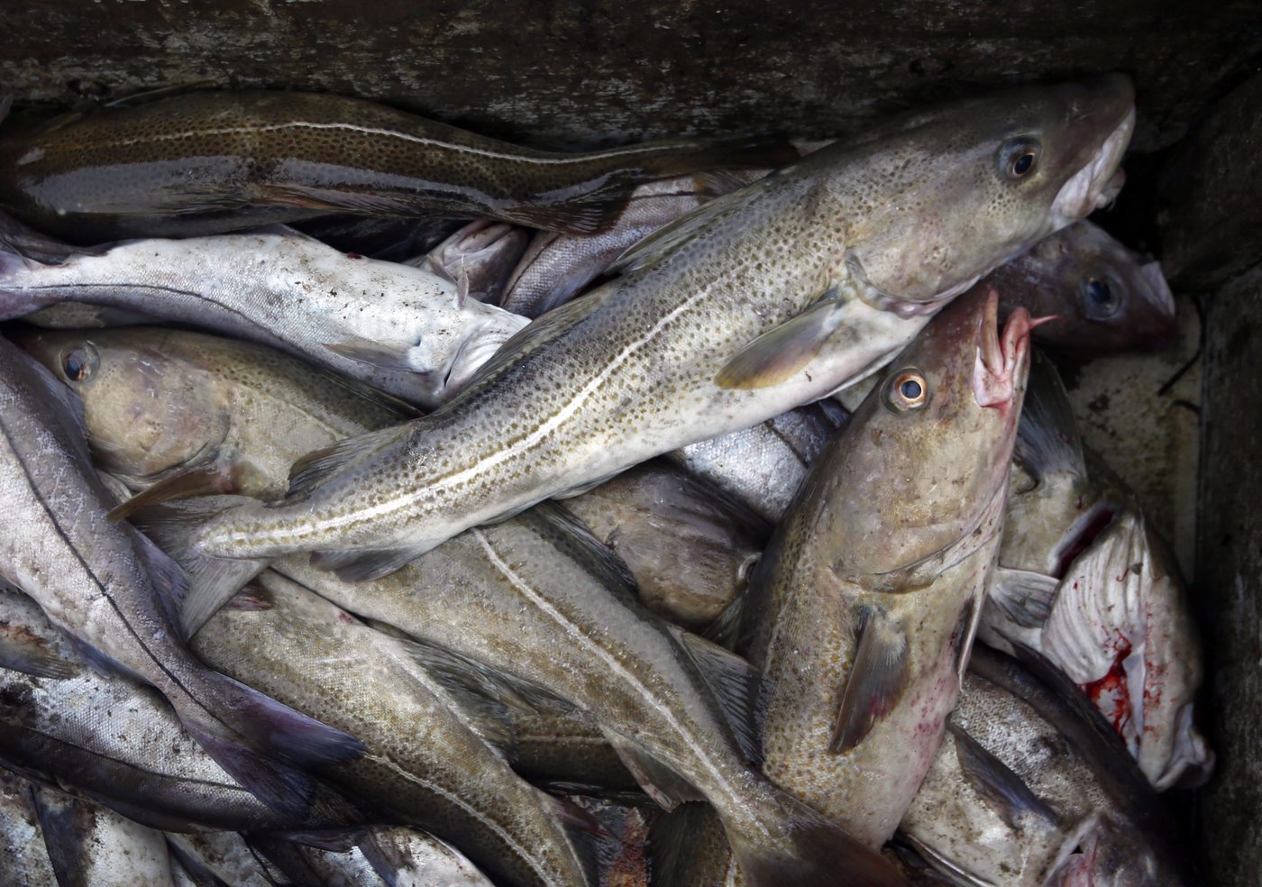 Les populations mondiales de poissons menacées, dont celles au Canada atlantique