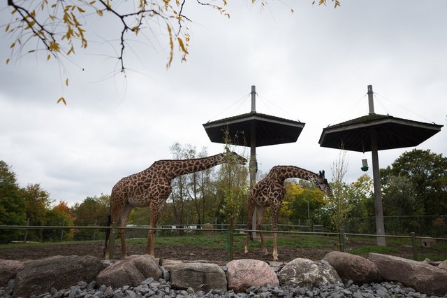 Une girafe masaï est morte après une intervention chirurgicale au zoo de Toronto
