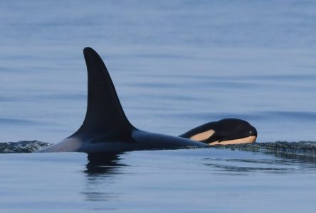 La survie des orques dans les eaux de la Colombie-Britannique est menacée