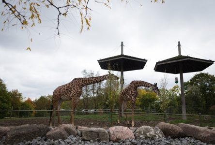 Une girafe masaï est morte après une intervention chirurgicale au zoo de Toronto
