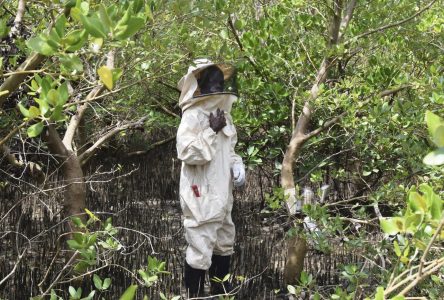 Au Kenya, des villageois utilisent les abeilles pour protéger les mangroves