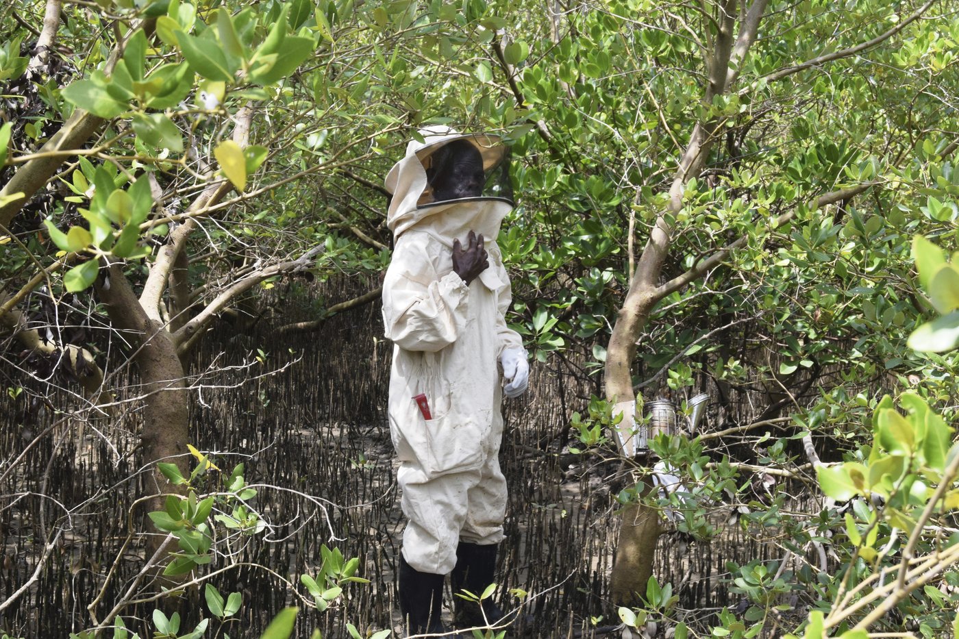 Au Kenya, des villageois utilisent les abeilles pour protéger les mangroves