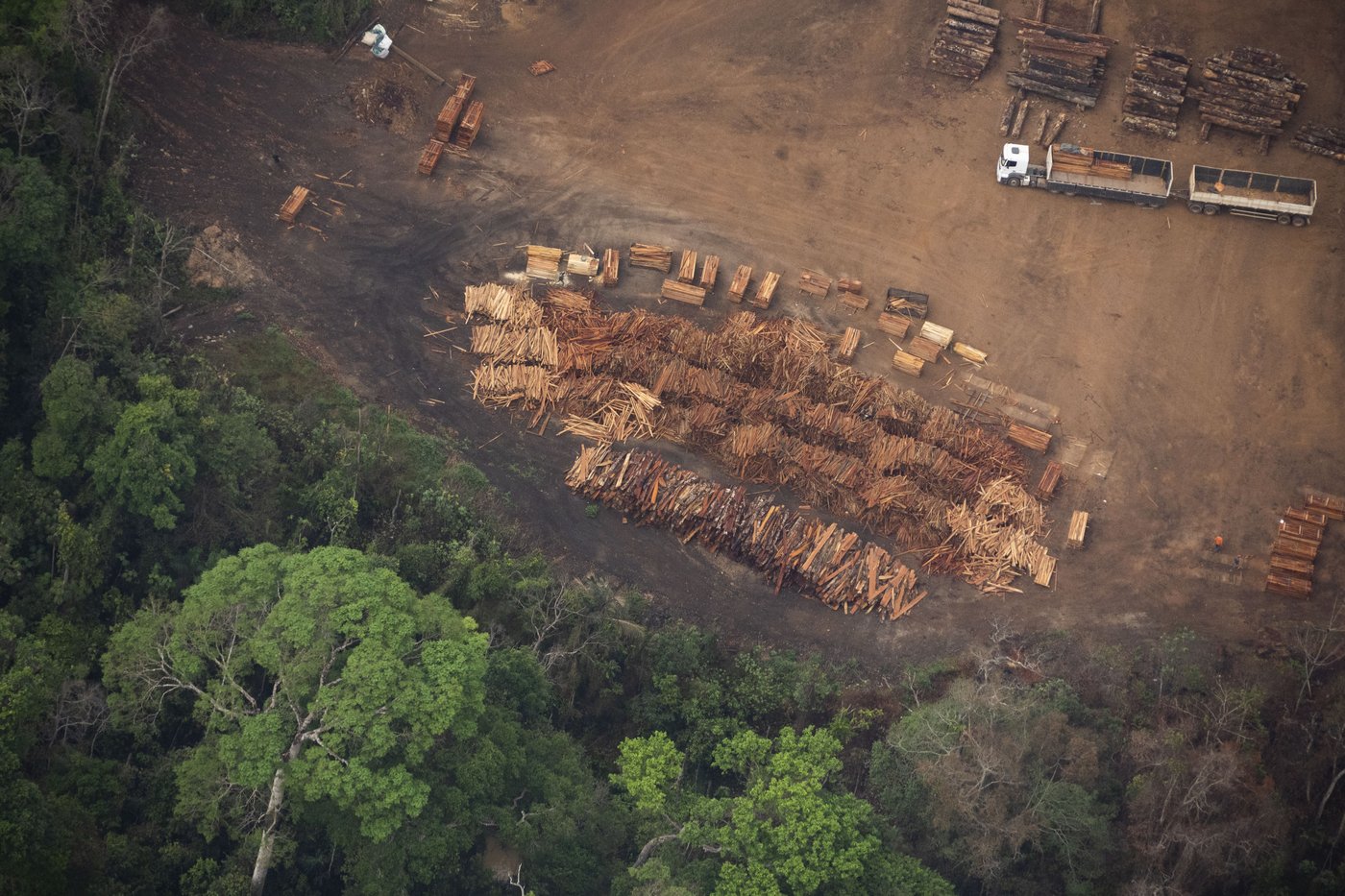 Le Brésil élargit considérablement la coupe sélective dans la forêt amazonienne