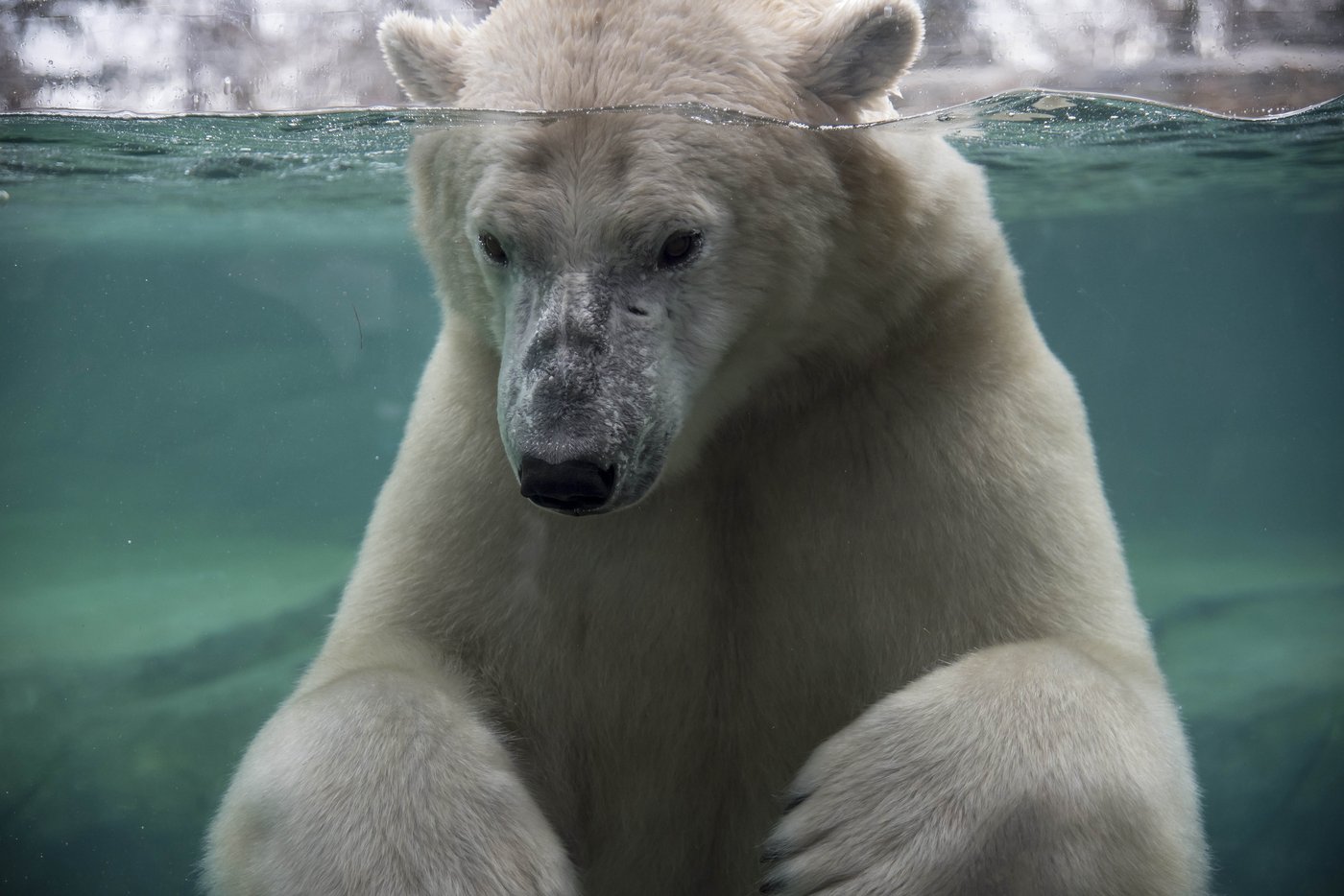 L’ours polaire du zoo de Calgary s’est noyé, révèle la nécropsie
