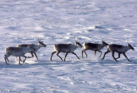 Le décret sur les caribous causerait une baisse de 4 % de la possibilité forestière