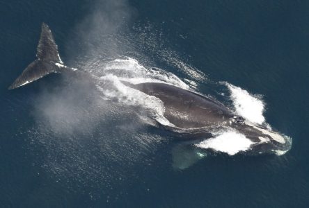 Pêches et Océans Canada rapporte une baleine empêtrée dans le golfe du Saint-Laurent