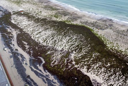 Les algues peuvent produire de l’électricité, découvrent des chercheurs de Concordia