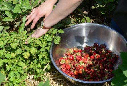 Les changements climatiques menaceraient les récoltes de fraises
