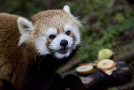 Un panda roux décède au zoo de Toronto, témoignant de la fragilité de cette espèce