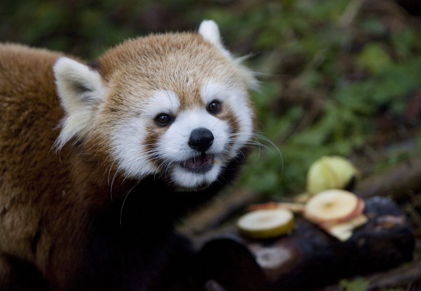 Un panda roux décède au zoo de Toronto, témoignant de la fragilité de cette espèce